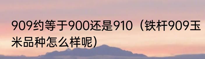 909约等于900还是910（铁杆909玉米品种怎么样呢）