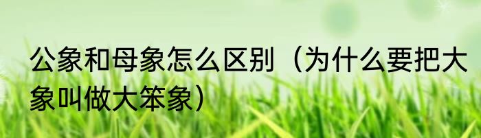 公象和母象怎么区别（为什么要把大象叫做大笨象）