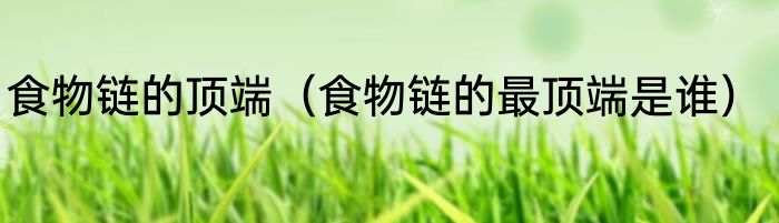 食物链的顶端（食物链的最顶端是谁）