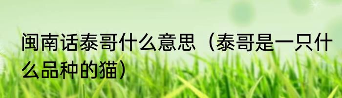 闽南话泰哥什么意思（泰哥是一只什么品种的猫）