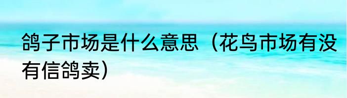 鸽子市场是什么意思（花鸟市场有没有信鸽卖）