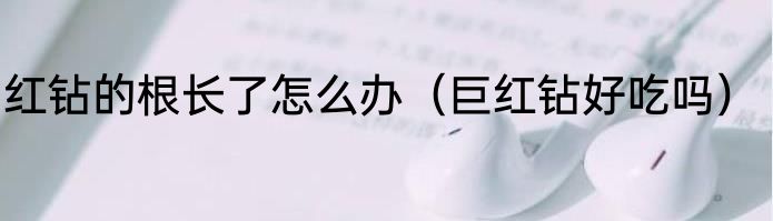 红钻的根长了怎么办（巨红钻好吃吗）