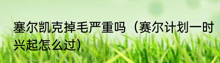 塞尔凯克掉毛严重吗（赛尔计划一时兴起怎么过）