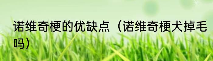 诺维奇梗的优缺点（诺维奇梗犬掉毛吗）