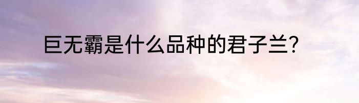 巨无霸是什么品种的君子兰？