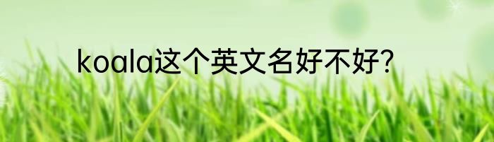 koala这个英文名好不好？