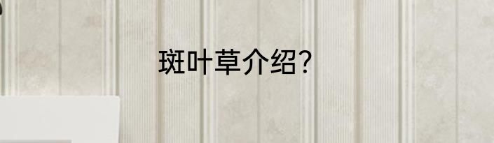 斑叶草介绍？