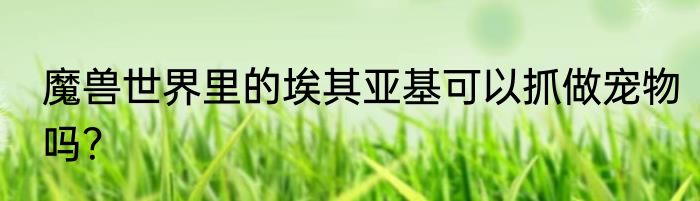 魔兽世界里的埃其亚基可以抓做宠物吗？