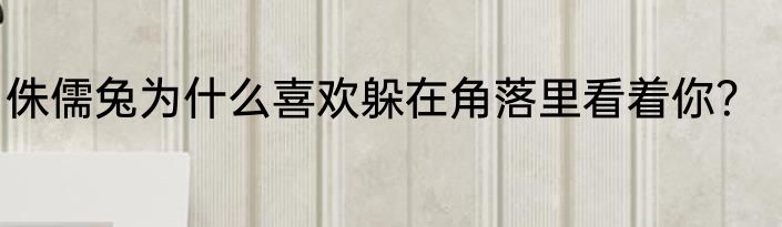 侏儒兔为什么喜欢躲在角落里看着你？
