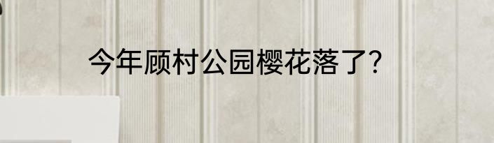 今年顾村公园樱花落了？