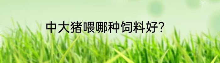 中大猪喂哪种饲料好？