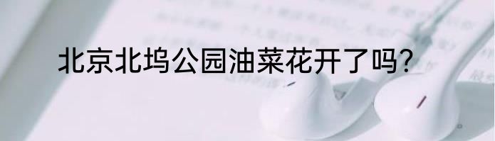 北京北坞公园油菜花开了吗？