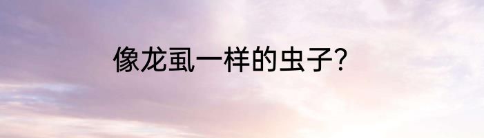 像龙虱一样的虫子？