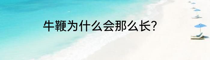 牛鞭为什么会那么长？