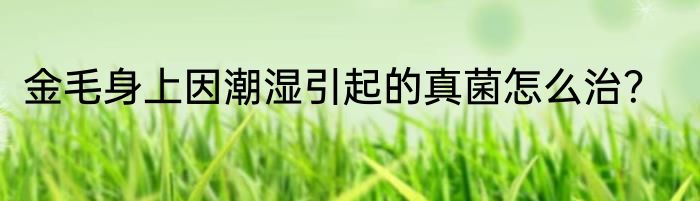 金毛身上因潮湿引起的真菌怎么治？