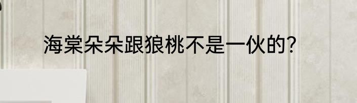 海棠朵朵跟狼桃不是一伙的？