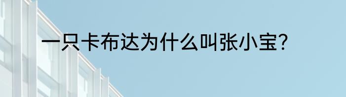 一只卡布达为什么叫张小宝？