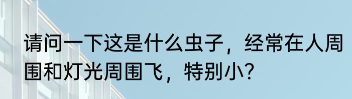请问一下这是什么虫子，经常在人周围和灯光周围飞，特别小？