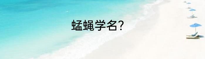 蜢蝇学名？