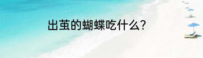 出茧的蝴蝶吃什么？