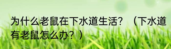 为什么老鼠在下水道生活？（下水道有老鼠怎么办？）