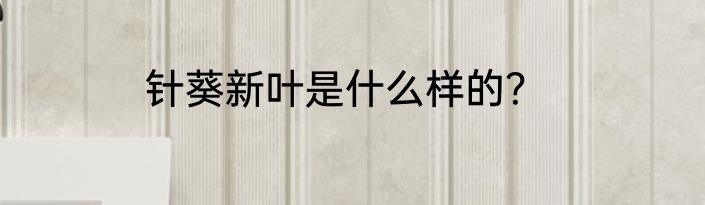 针葵新叶是什么样的？