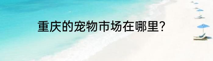 重庆的宠物市场在哪里？