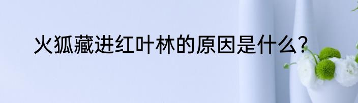 火狐藏进红叶林的原因是什么？