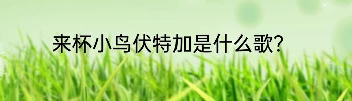 来杯小鸟伏特加是什么歌？