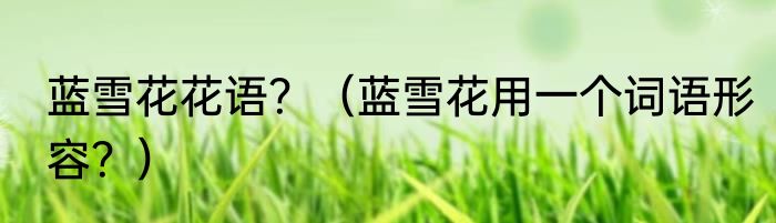 蓝雪花花语？（蓝雪花用一个词语形容？）