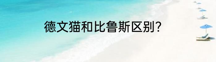 德文猫和比鲁斯区别？