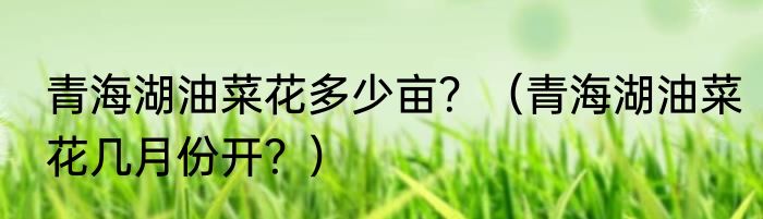 青海湖油菜花多少亩？（青海湖油菜花几月份开？）