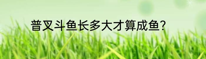 普叉斗鱼长多大才算成鱼？