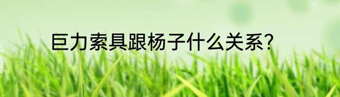 巨力索具跟杨子什么关系？