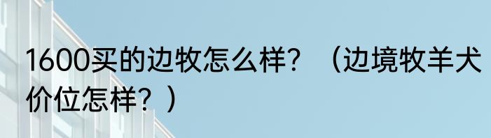 1600买的边牧怎么样？（边境牧羊犬价位怎样？）