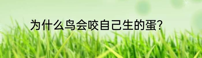 为什么鸟会咬自己生的蛋？