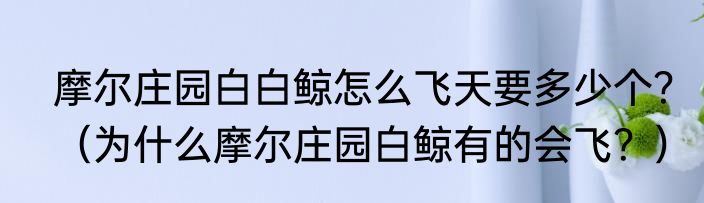 摩尔庄园白白鲸怎么飞天要多少个？（为什么摩尔庄园白鲸有的会飞？）