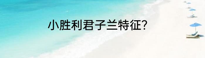 小胜利君子兰特征？