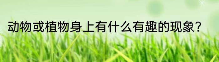 动物或植物身上有什么有趣的现象？