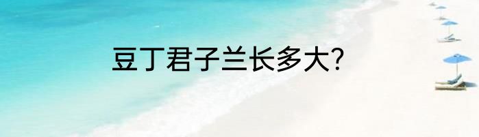 豆丁君子兰长多大？