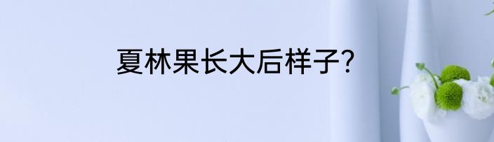 夏林果长大后样子？