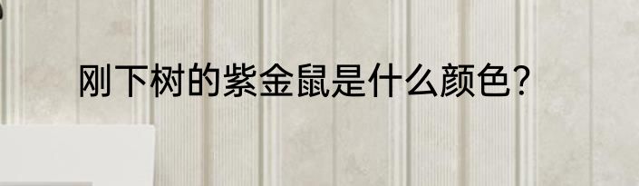 刚下树的紫金鼠是什么颜色？