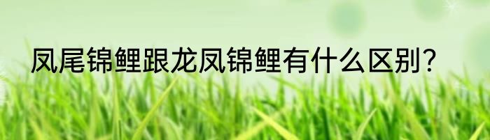 凤尾锦鲤跟龙凤锦鲤有什么区别？