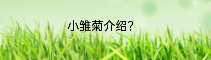 小雏菊介绍？