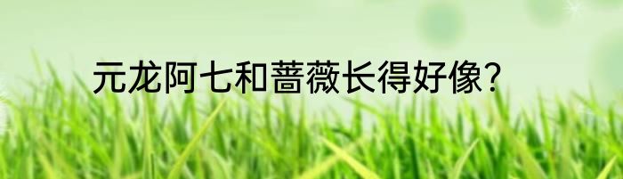 元龙阿七和蔷薇长得好像？