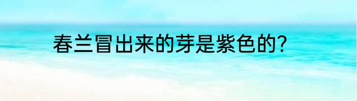 春兰冒出来的芽是紫色的？
