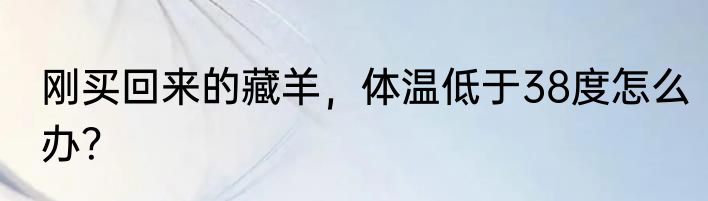 刚买回来的藏羊，体温低于38度怎么办？