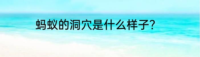 蚂蚁的洞穴是什么样子？