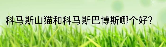 科马斯山猫和科马斯巴博斯哪个好？