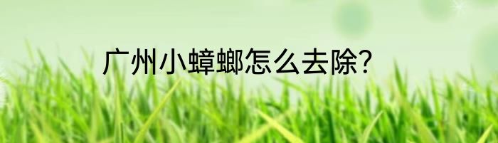 广州小蟑螂怎么去除？